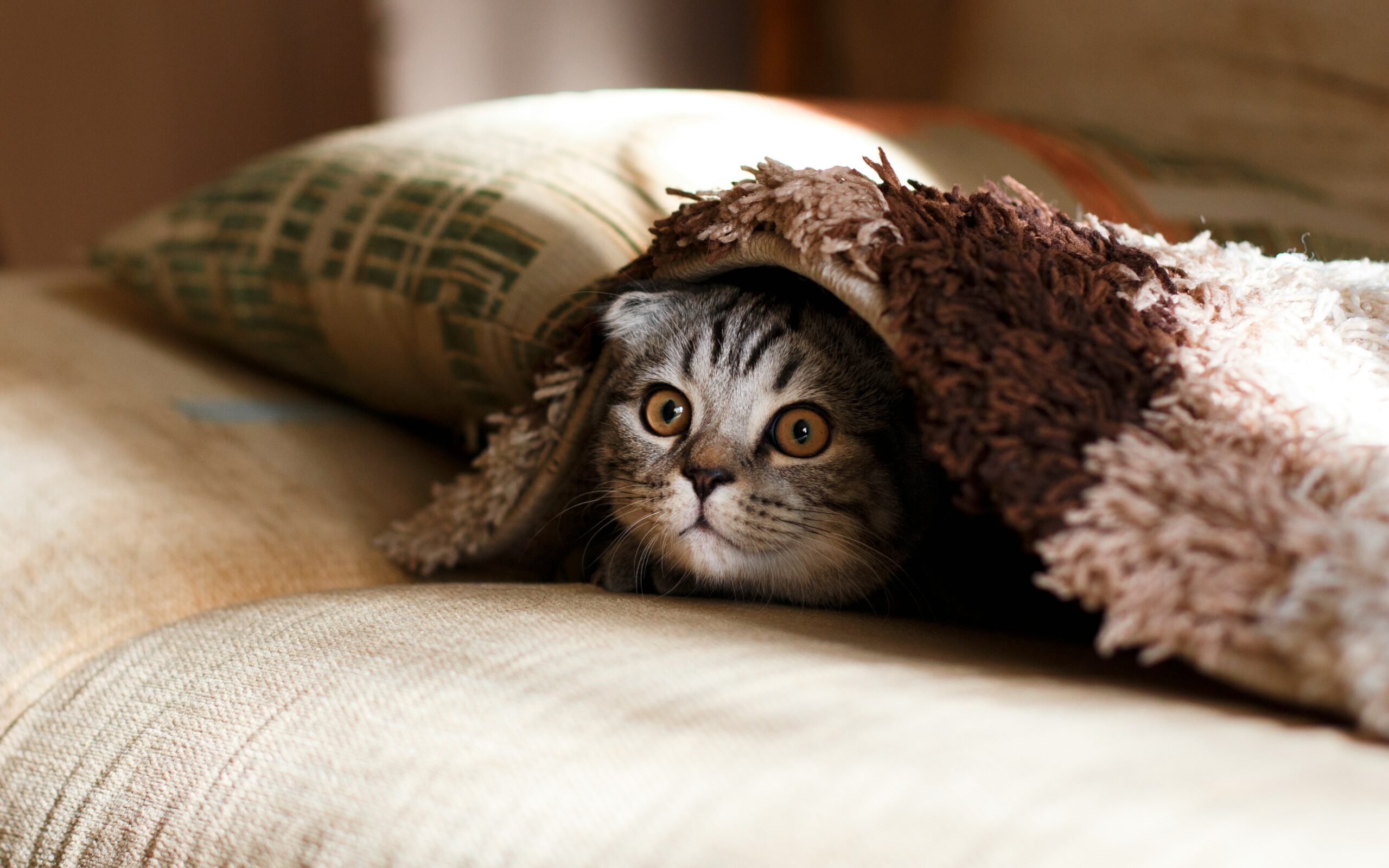 brown scottish fold in brown thick pile blanket