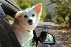 dog in a car window