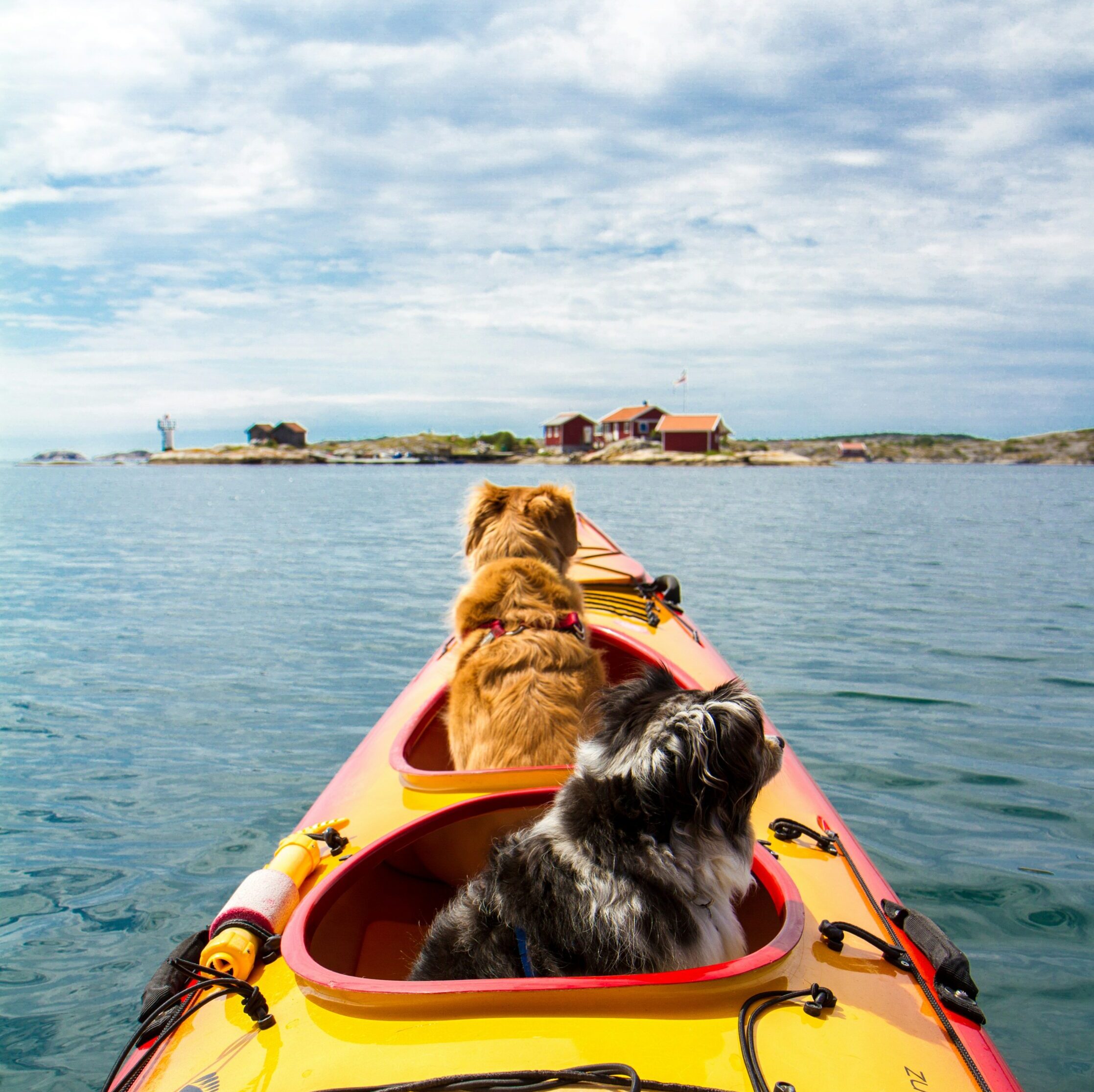 two dogs riding a kayak